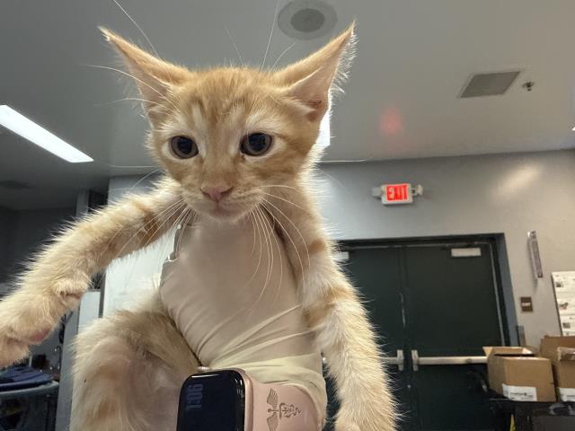 Adoptable Cat