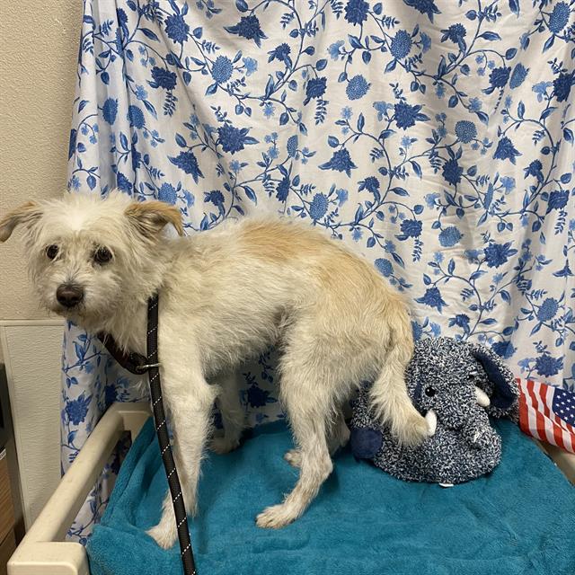 Adoptable Dog