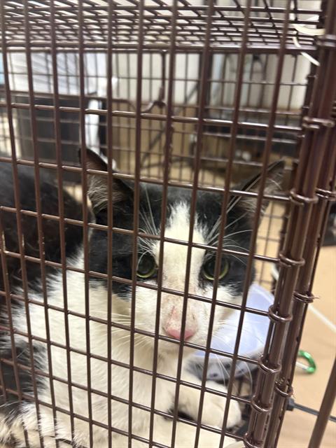 Adoptable Cat