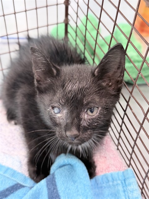 Adoptable Cat