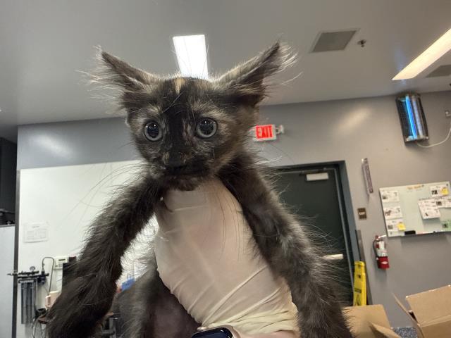 Adoptable Cat