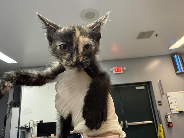 Adoptable Cat