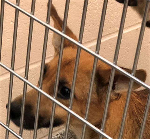 Adoptable Dog