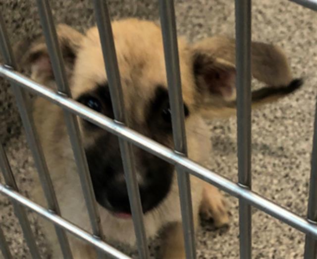 Adoptable Dog