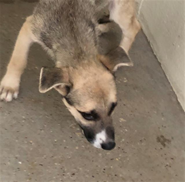 Adoptable Dog