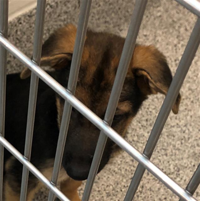 Adoptable Dog