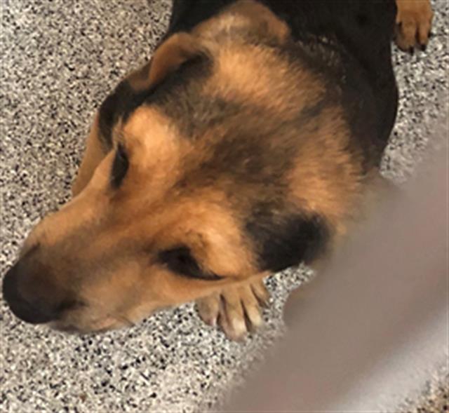 Adoptable Dog