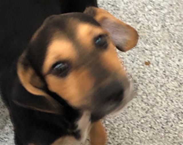 Adoptable Dog
