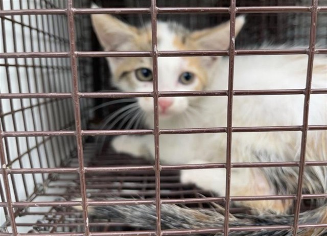 Adoptable Cat