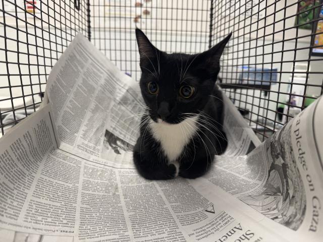 Oreo