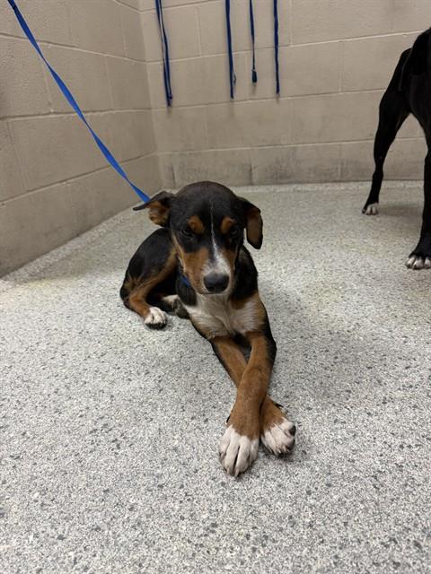 Adoptable Dog