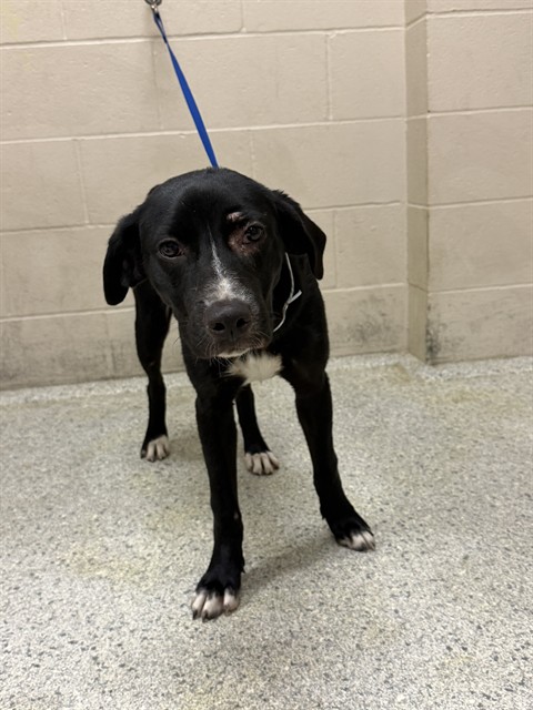 Adoptable Dog