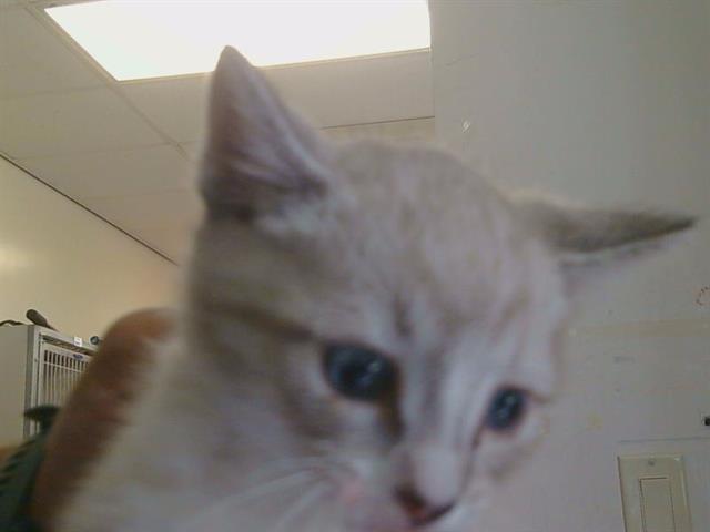 Adoptable Cat