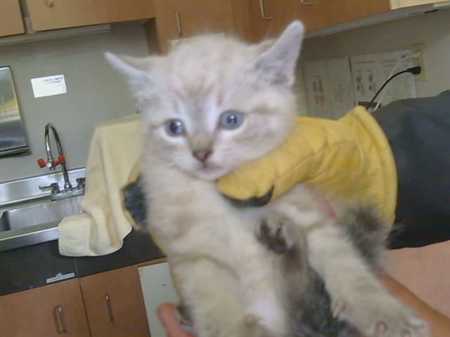 Adoptable Cat