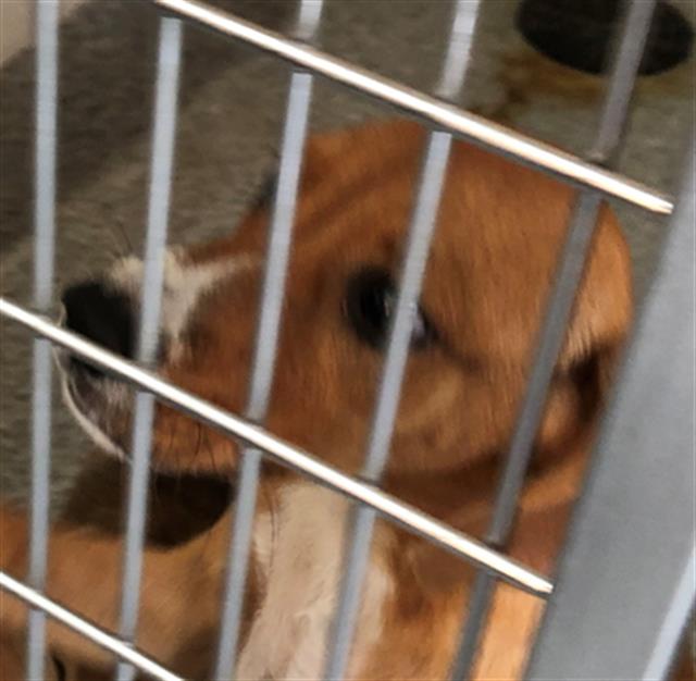 Adoptable Dog
