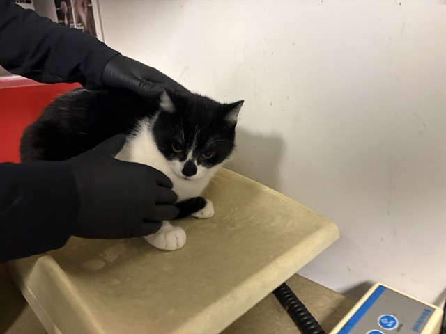 Adoptable Cat