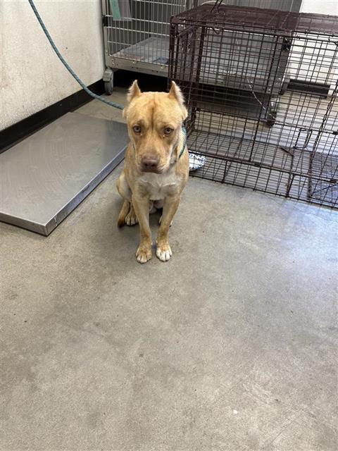 Adoptable Dog