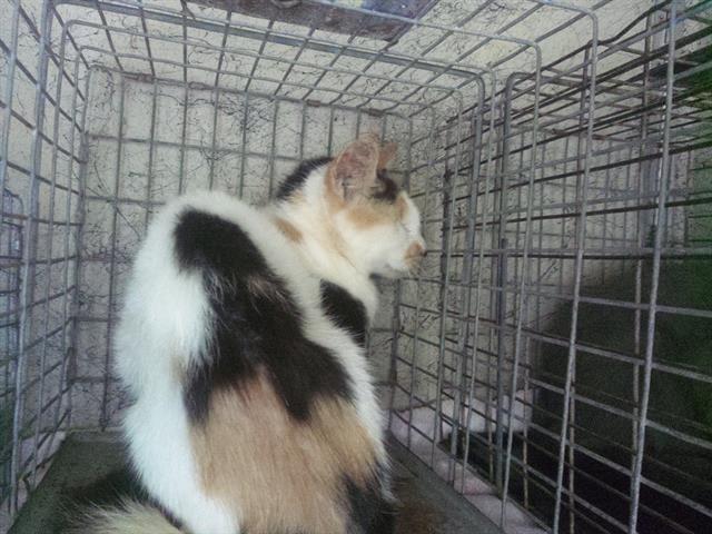 Adoptable Cat