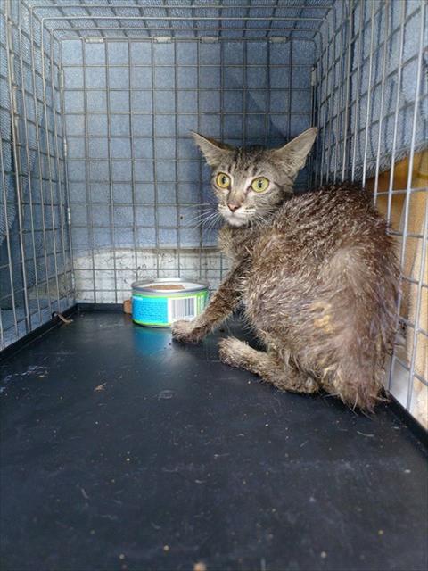 Adoptable Cat