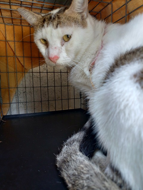 Adoptable Cat