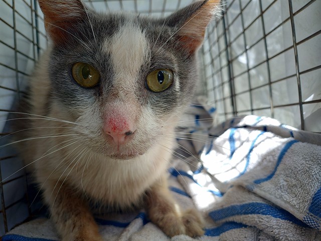 Adoptable Cat