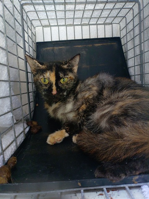 Adoptable Cat