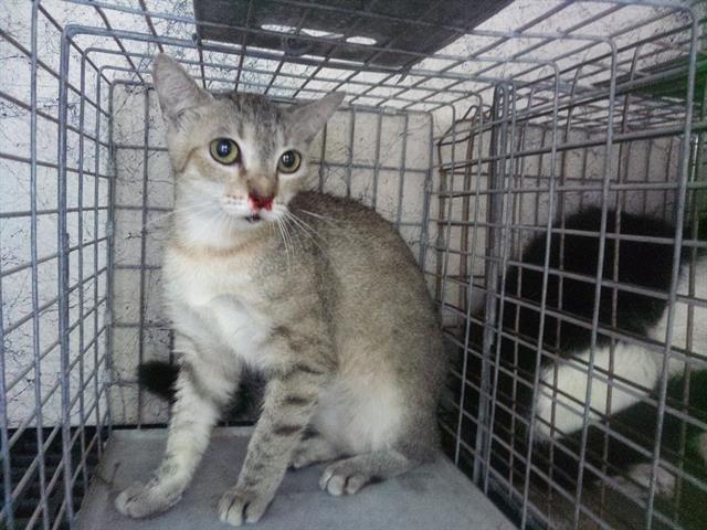 Adoptable Cat