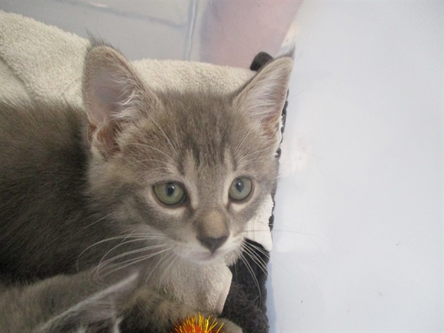 Tabby