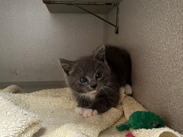 Adoptable Cat