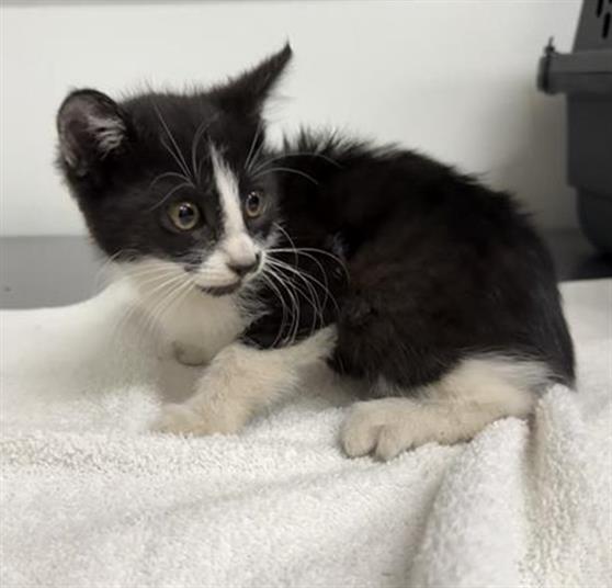 Adoptable Cat