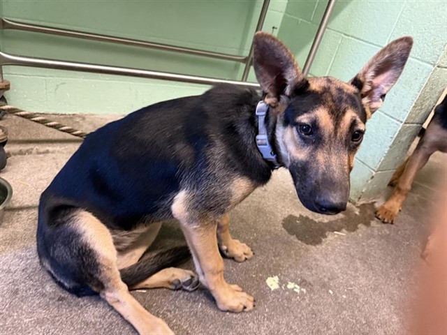 Adoptable Dog