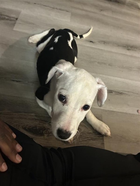 Pepper