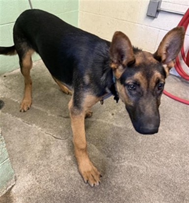 Adoptable Dog