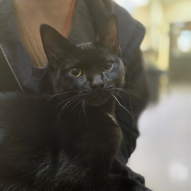Loki