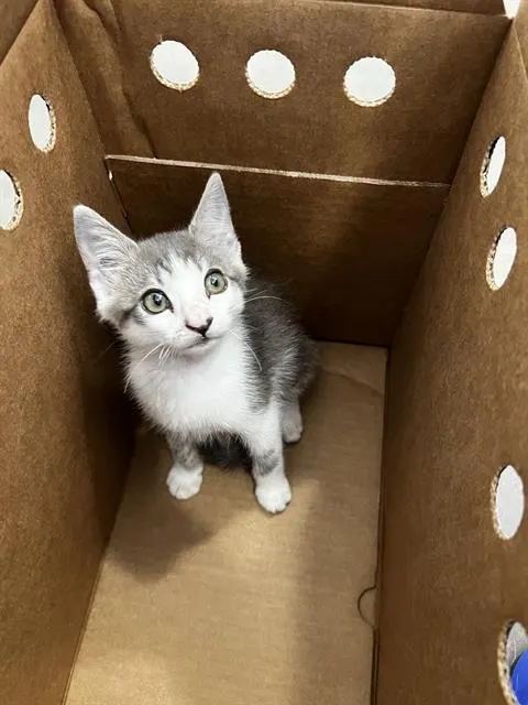 Lui