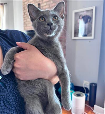 Adoptable Cat