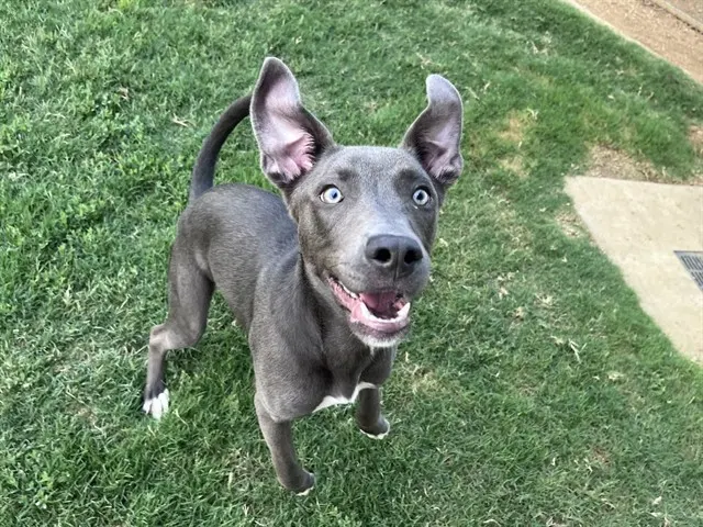 Skippy