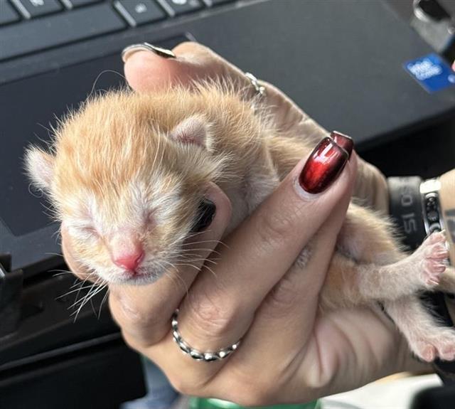 Adoptable Cat