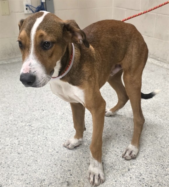 Adoptable Dog