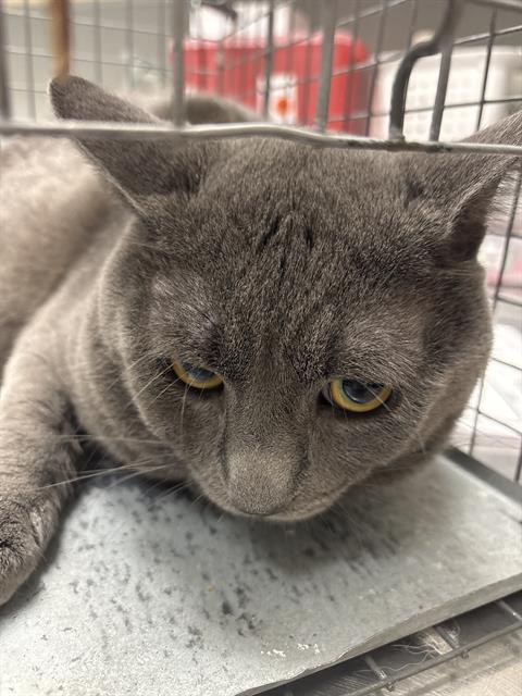 Milo