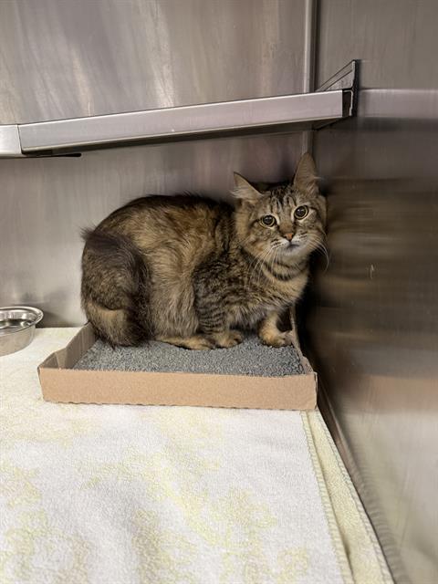 Adoptable Cat