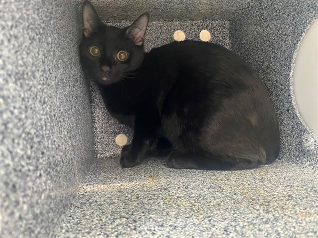 Nyx