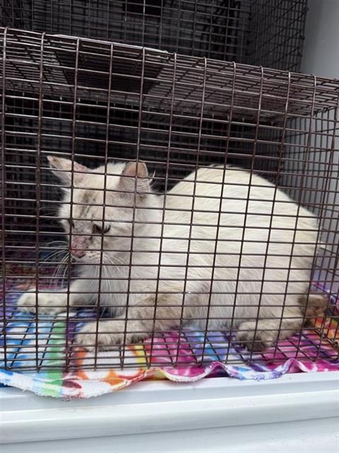 Adoptable Cat