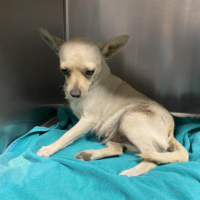 Adoptable Dog