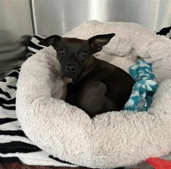 Duckie- In Foster
