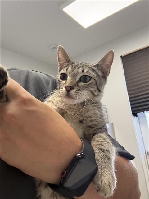 Adoptable Cat