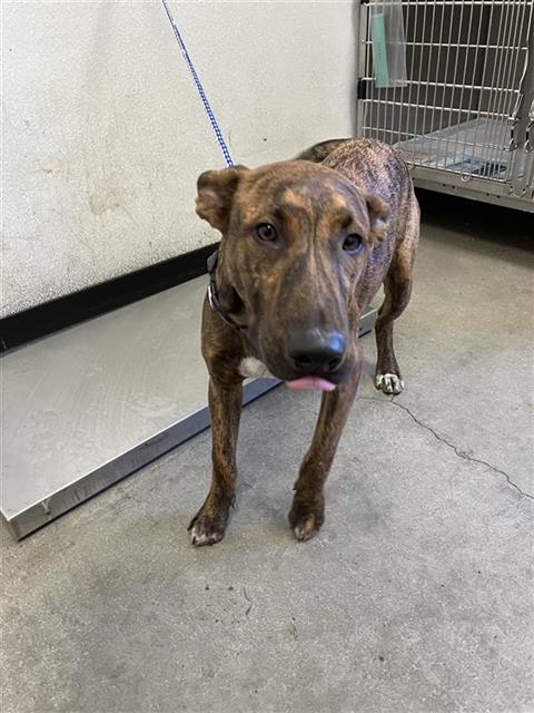 Adoptable Dog
