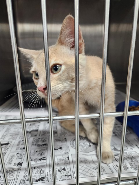 Adoptable Cat