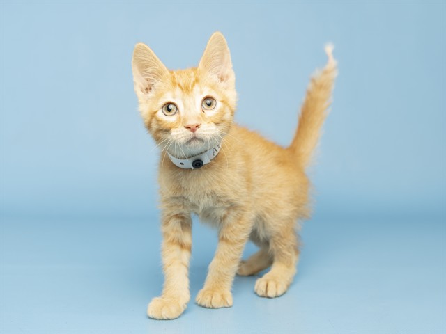 Cheddar