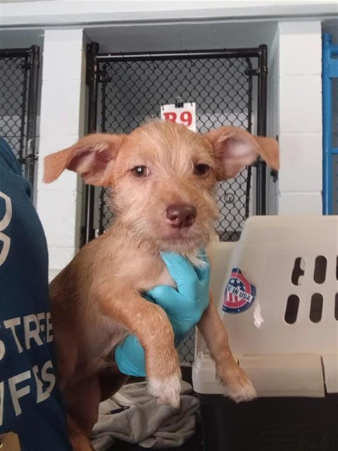 Adoptable Dog
